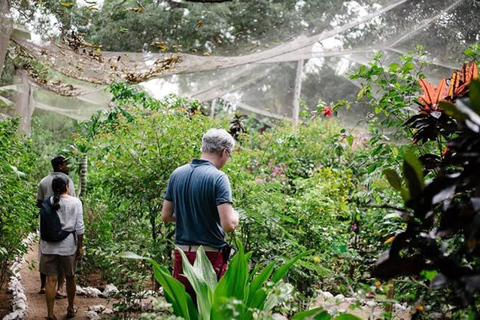 زنجبار: جولة في المدينة الحجرية وغابة جوزاني ومركز الفراشاتهذا الخيار، الاستقبال من فنادق المدينة