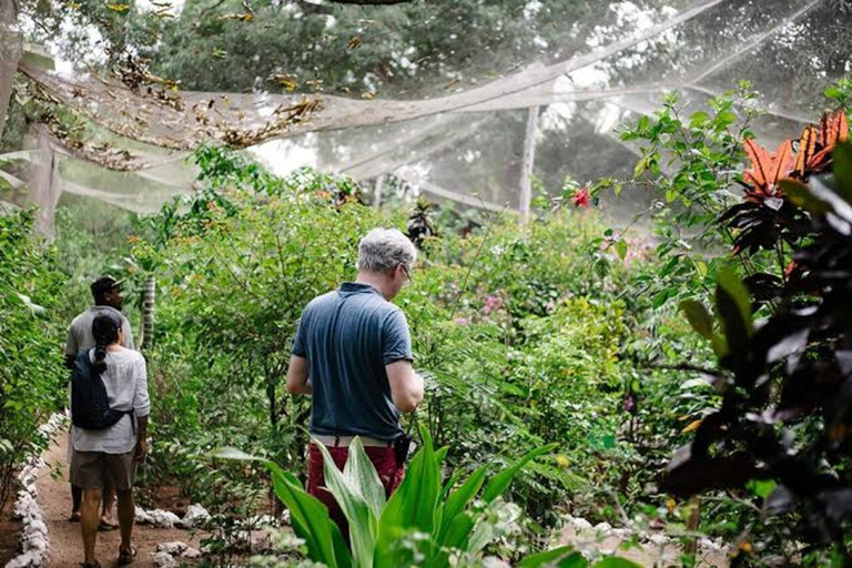 زنجبار: جولة في المدينة الحجرية وغابة جوزاني ومركز الفراشاتهذا الخيار، الاستقبال من فنادق المدينة