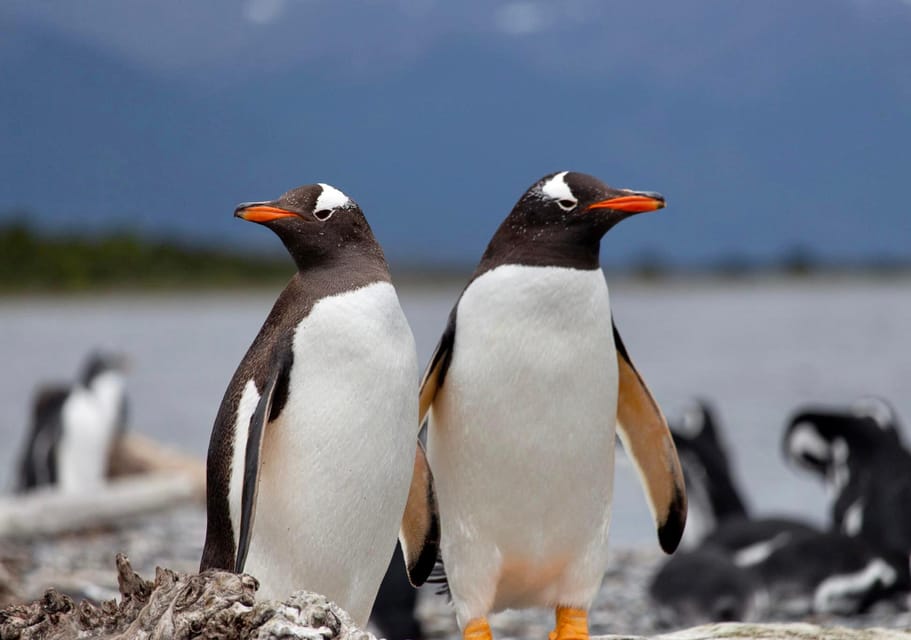 Um pequeno porto de pesca no canal Beagle, com barcos baixos, colinas arborizadas e montanhas nevadas ao fundo