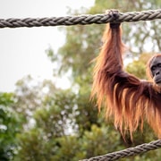 Adelaide Zoo: Rise & Roam Guided Tour with Morning Tea