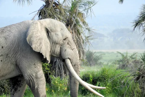 Ol Pejeta Conservancy Day tour & Game Drive from Nairobi