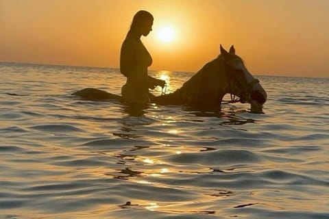 Gianyar: 1 hour Horse Swimming at the beach