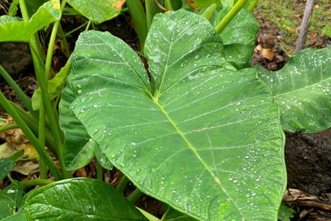 Madeira: Banana Plantation Guided Tour with Tasting