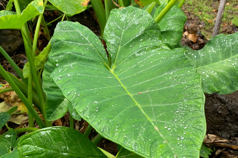 Madeira: Banana Plantation Guided Tour with Tasting