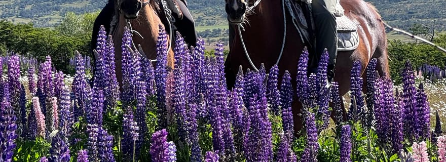 Puerto Natales : Randonnée à cheval avec Horse Connection