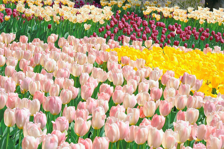 West Lake: Seasonal Masterpiece (100% Bespoke Private Tour)