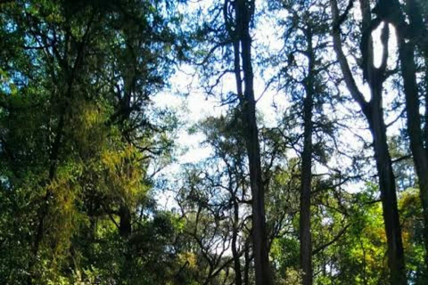 From Addis Ababa: Menagesha Suba Forest Hike with Picnic