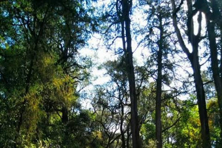 From Addis Ababa: Menagesha Suba Forest Hike with Picnic
