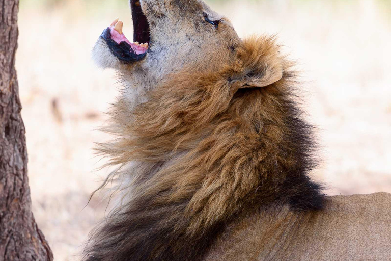 Safari de 5 jours