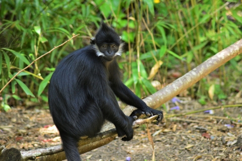 4-dniowe śledzenie szympansów w lesie Kibale