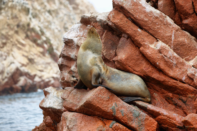 从利马出发：巴列斯塔斯群岛、瓦卡奇纳沙滩越野车和沙板滑行不返回利马