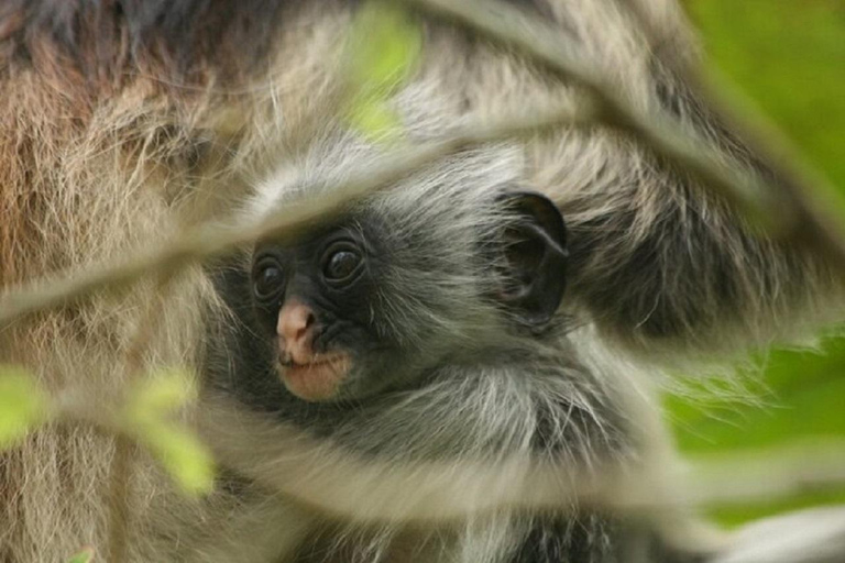 桑给巴尔：乔扎尼森林与香料农场之旅，含茶饮及接送服务桑给巴尔：乔扎尼森林与香料农场游，含茶饮及接送服务