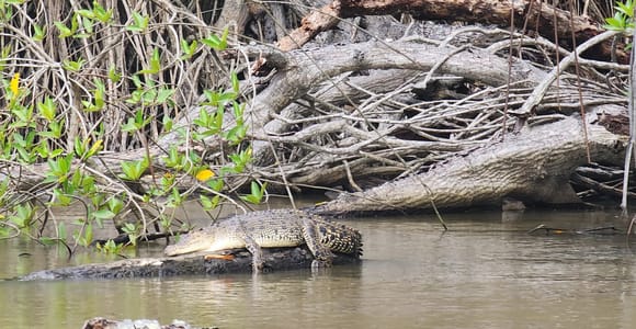 Bentota: River Safari with Wildlife and Island Visits