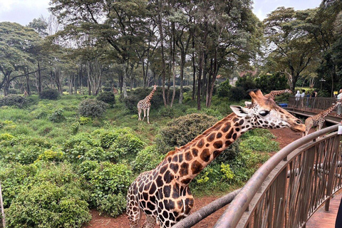 Nairobi: Giraffes, Karen Blixen & Cultural Rhythms
