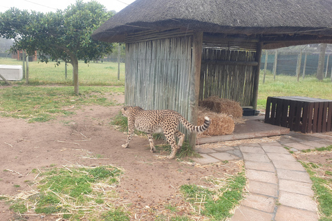 Cheetah, Giraffes Encounter, lion's park, and Wine Tasting