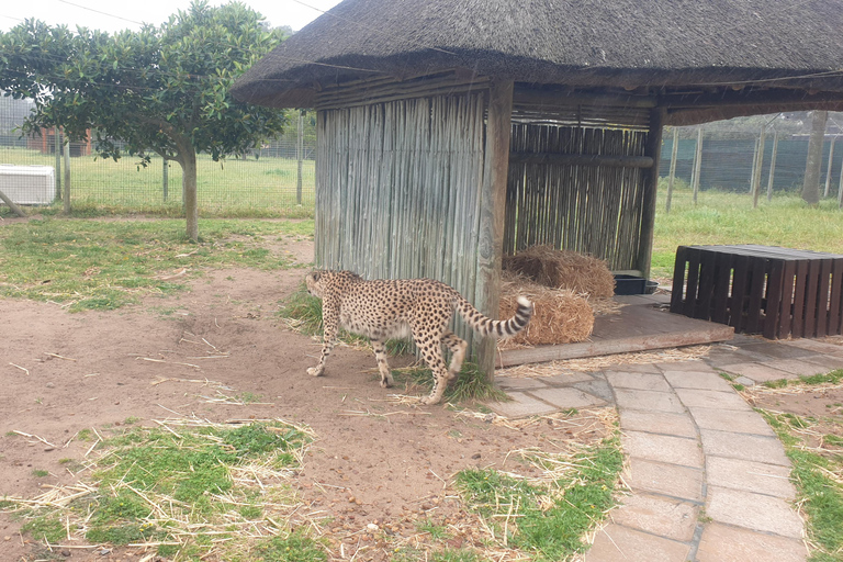 Cheetah, Giraffes Encounter, lion's park, and Wine Tasting