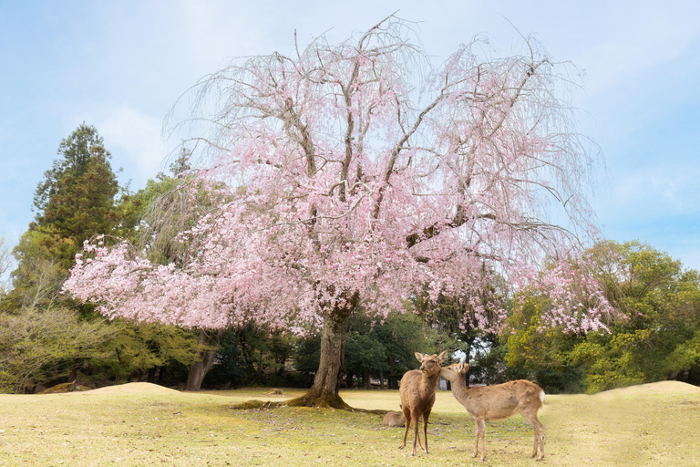 Nara Cherry Blossom Highlights Spring Day Tour from Osaka Shared Tour, Meet at Tsurutontan Soemoncho