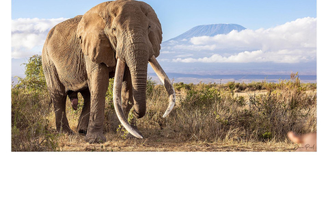 7-dagars safari i Kenya och Tanzania