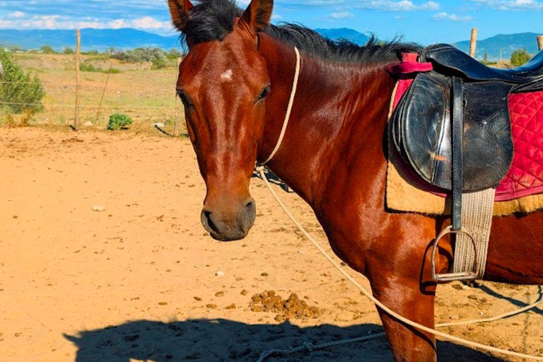 From Tbilisi: Guided Horseback Riding Tour with Transfer 1-Hour Horseback Riding with Round-Trip Transfer