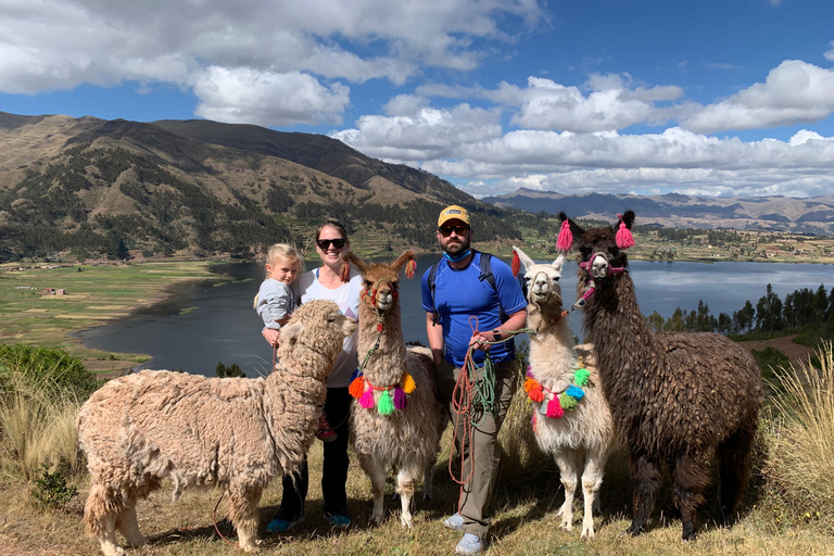 Cuzco : Promenade dans la nature avec des alpagas et des lamas.
