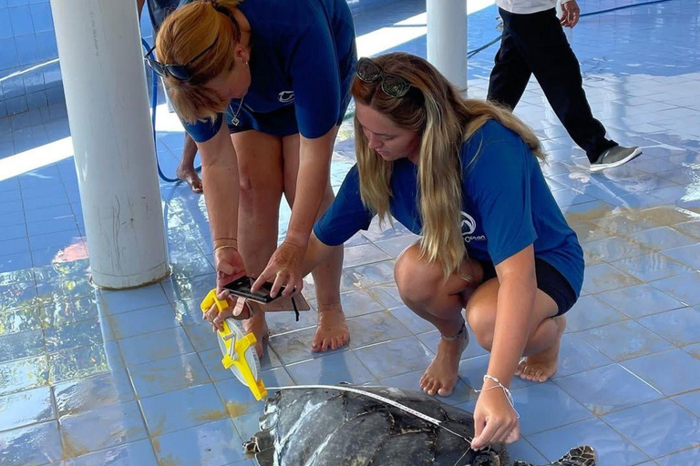 Bali: wizyta w centrum ochrony żółwi i wycieczka po wyspieBali: Turtle Conservation Visit &amp; Island Land Tour