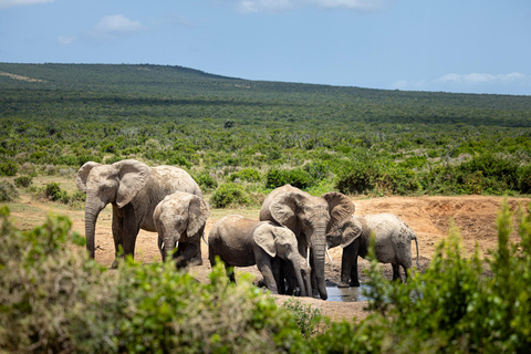 Addo Elephant National Park All Inclusive heldagssafariStandardtur