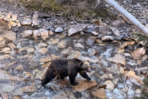Canmore/Banff: Sunrise Moraine Lakes & Louise Adventure Tour