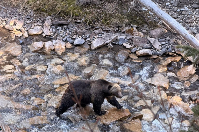 Canmore/Banff: Sunrise Moraine Lakes & Louise Adventure Tour