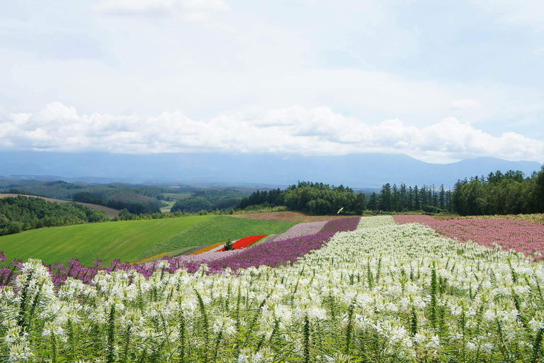 Sapporo Day Tour: Biei Blue Pond & Lavender Farm with Lunch 7:30 Pickup Point + Flower Sea Ticket (with Buffet + Melon)