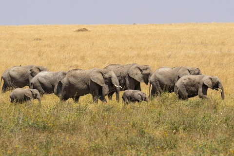 Från Nairobi: 8-dagars safari med det bästa av Kenya och Tanzania