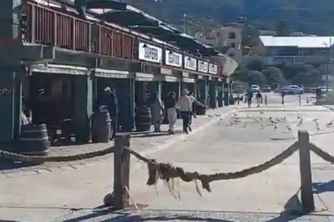Hout Bay: Seal Island Bootsfahrt mit Besuch der Vogelwelt