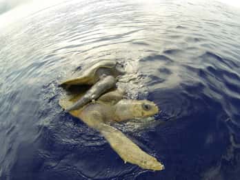 Mazatlán: Marine Safari Adventure & Snorkelen door MUNBA EXP