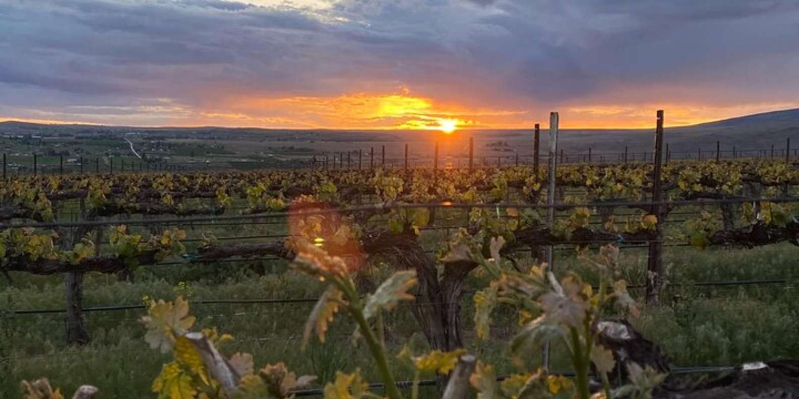 从西雅图出发- 华盛顿州东部葡萄酒品鉴与葡萄园| GetYourGuide, image size:1585x792