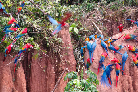 Puerto Maldonado: Aventura de 4 días en la selva amazónica