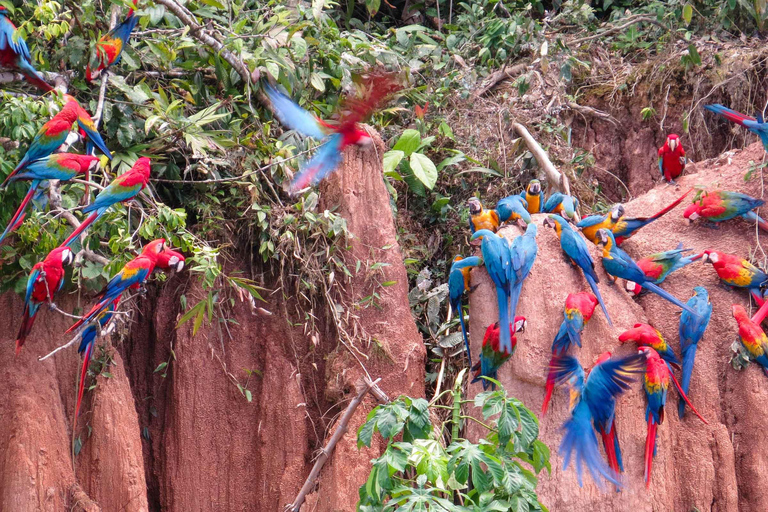 Puerto Maldonado : 4 jours d&#039;aventure dans la jungle amazonienne