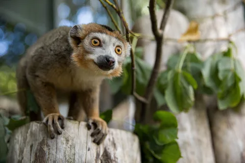 Edimburgo Late Night Edinburgh Zoo Ticket de entrada