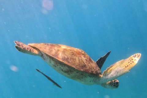 Amed All Exclusive Snorkeling, Fishing & Cooking Lunch Amed Snorkeling Tour and Balinese BBQ Experience