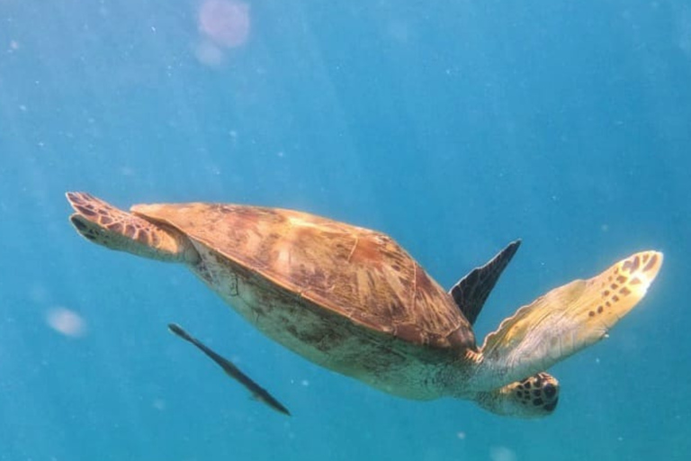 Amed All Exclusive Snorkeling, Fishing & Cooking Lunch Amed Snorkeling Tour and Balinese BBQ Experience