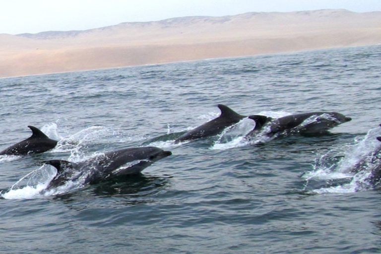 Islas Palomino - Nadar con leones marinos