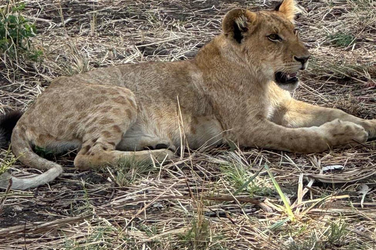 From Zanzibar: 3-Day Mikumi Wildlife Safari, 2 Nights