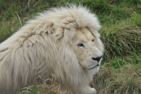 Johannesburg: Safaritur i Lion Park, upphämtning från hotell