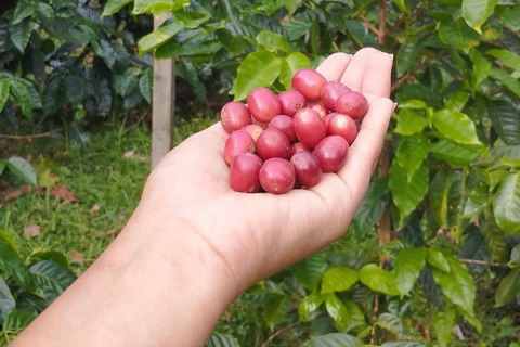 Boquete: Geisha Coffee Plantation Tour with Tasting
