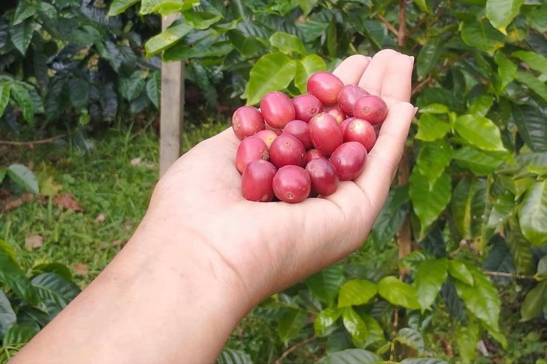 Boquete: Geisha Coffee Plantation Tour with Tasting