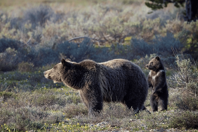 Grand Teton: Private Guided Tour (Sunset)