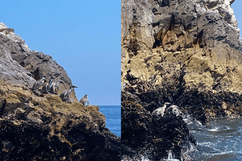 Paracas: Ballestas Islands Morning Boat Tour