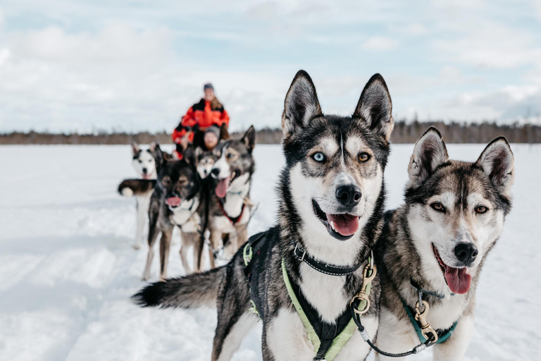 Rovaniemi: Paseo familiar en trineo tirado por huskies y visita a una granja