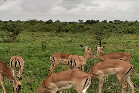 Mombasa: Tsavo West & Amboseli 3-Day Safari Tour