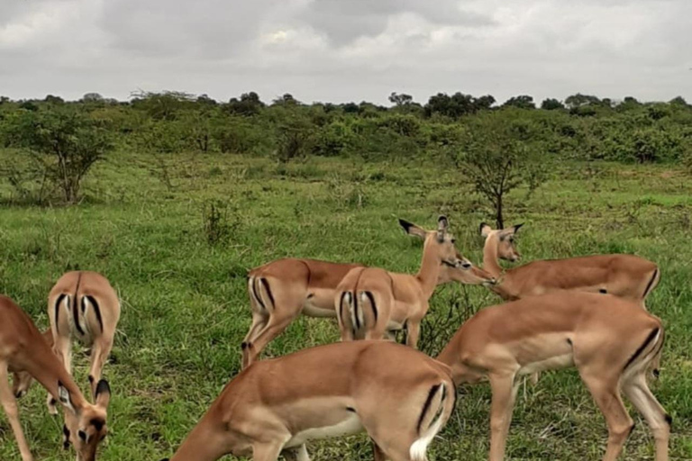 Mombasa: Tsavo West & Amboseli 3-Day Safari Tour