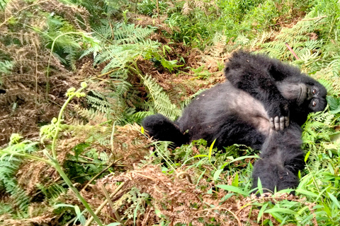 Rwanda: 1 Day Gorilla Tracking Safari