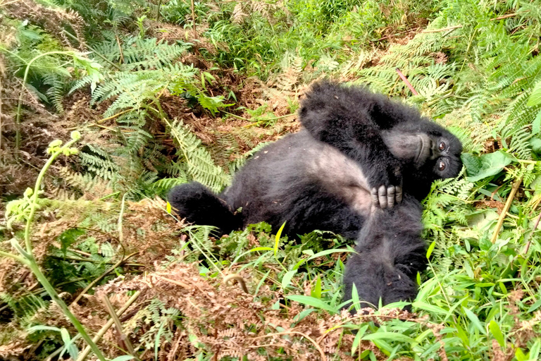 Rwanda: 1 Day Gorilla Tracking Safari